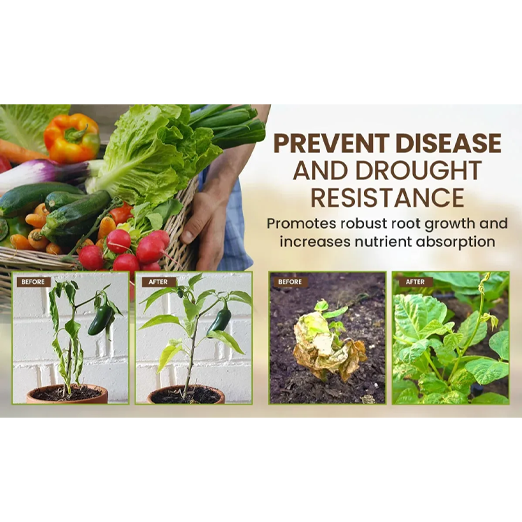 Soil Activator: Plants' Best Friend - Rejuvenate Your Plants